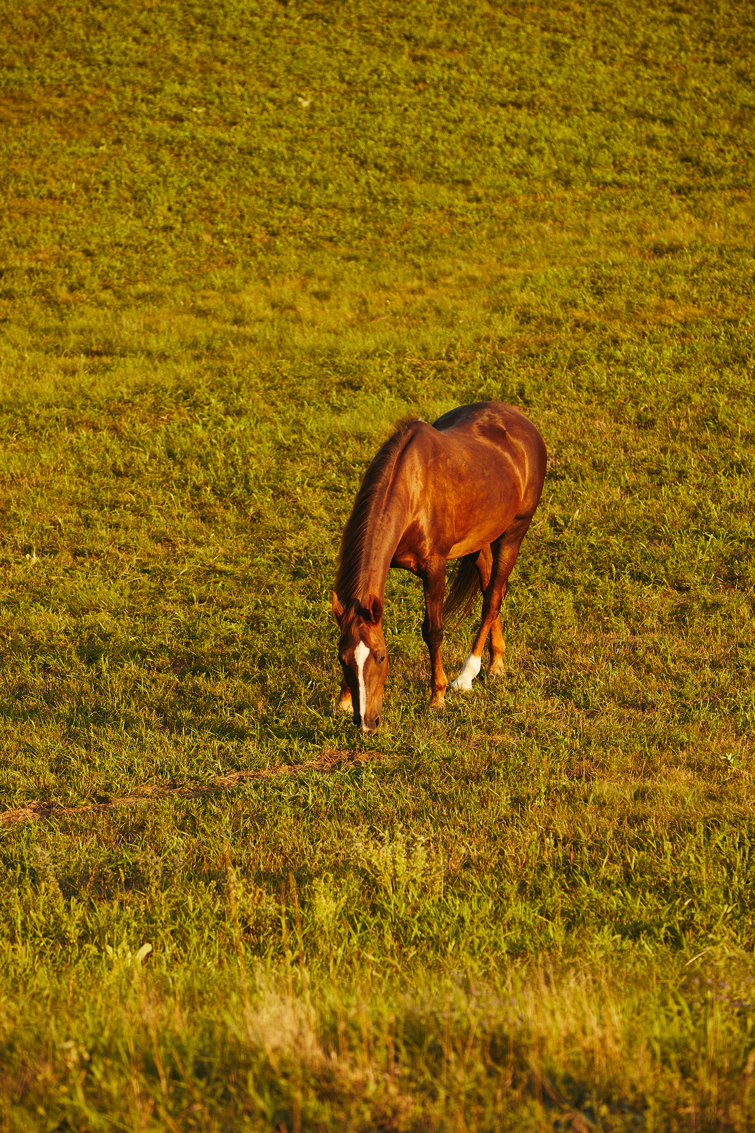 Brown hoarse on a green field