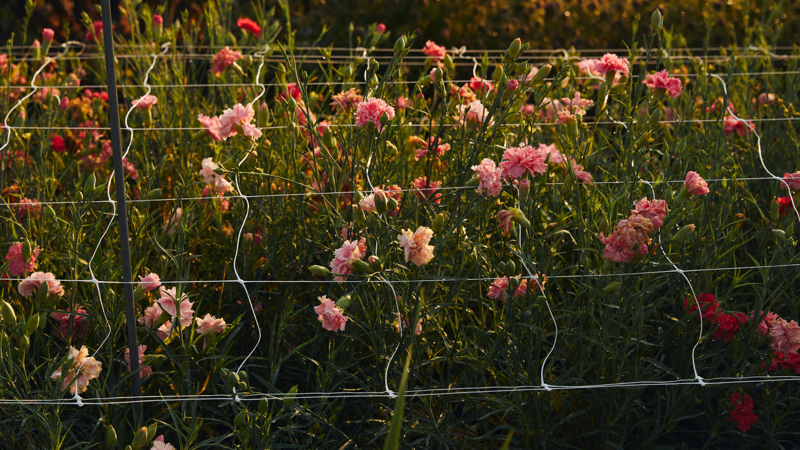 Pink carnations behind a wire fence
