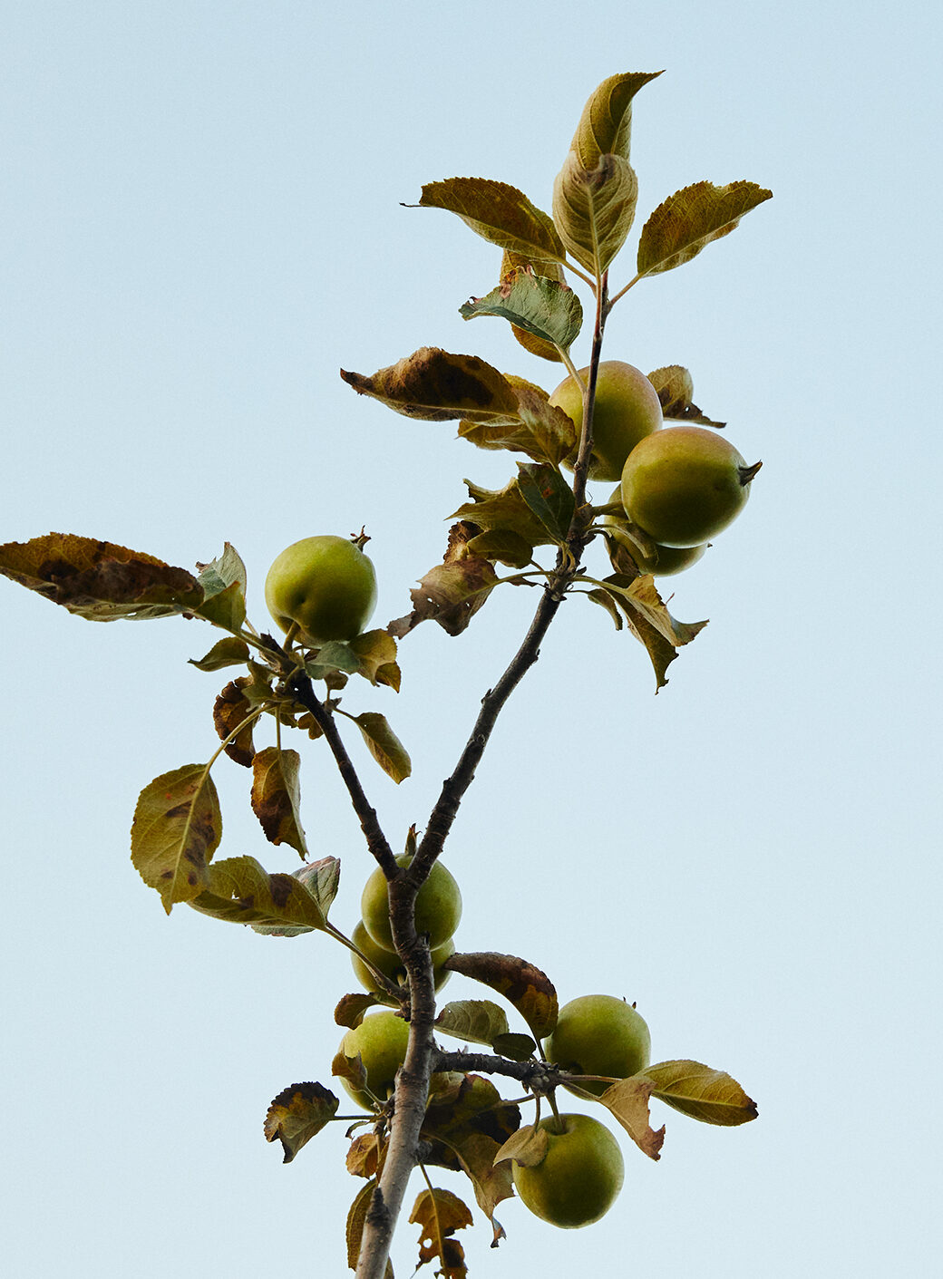 Green apples on a branch with a blue background