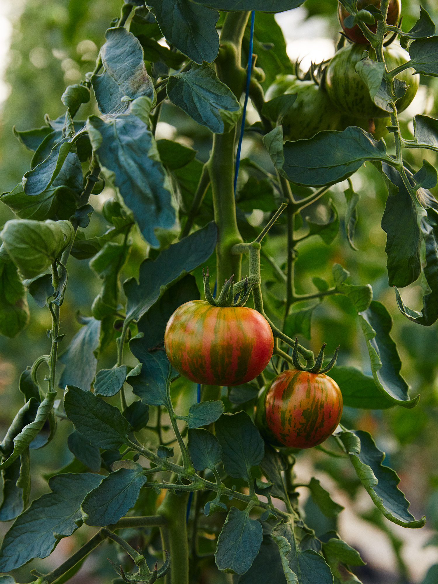 Red and green striped tomatoes on a green vine